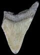 Partial, Fossil Megalodon Tooth #53012-1
